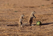 Cape ground squirrel feeding on melon, Kalahari Gemsbok NP, South Africa
