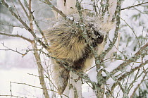 North american porcupine in tree in winter, USA.