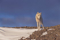Grey wolf (white arctic form) Ellesmere Island, Canada