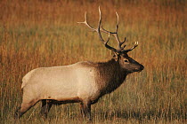 Red deer / Elk male in rutting season,Yellowstone NP, Wyoming, USA