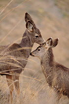 Mule deer (Odocoileus hemionus), female nuzzling young. Montana, USA