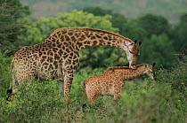 Giraffe nuzzles young, Mkuzi GR, South Africa