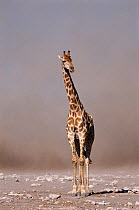 Giraffe with duststorm behind, Etosha, Namibia.