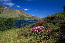 Naturalized rhododendron {Rhododendron ponticum} Loch Leven, Scotland