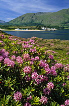 Naturalized rhododendron in flower {Rhododendron ponticum} Loch Linnhe, Scotland