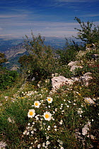 Ox-eye daisies on hillside. Italy, Europe