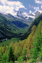 Valnontey valley, Gran Paradiso NP, Italy. Alps. European larch trees.
