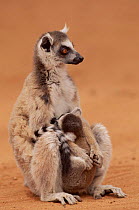 Ring tailed lemur nursing young. Berenty PR, Madagascar