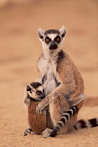 Ring tailed lemur with young.,Berenty PR, Madagascar