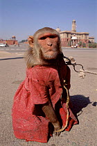 Rhesus macaque dressed up as tourist attraction, New Delhi, India