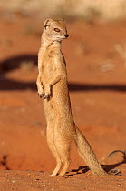 Yellow mongoose standing, Kalahari Gemsbok NP, S Africa