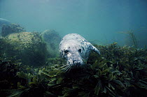 Grey seal swimming underwater off Lundy Island, Devon, UK