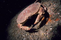 Edible crab off Devon, UK