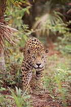 Jaguar stalking (Panthera onca), Belize, captive