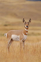 Pronghorn antelope female, Yellowstone NP, Wyoming, USA