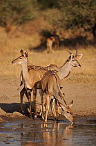 Greater kudu at waterhole, Kruger NP, South Africa