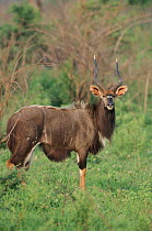 Nyala male, South Africa