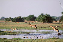 Lechwe leaping across water with wildfowl. Okavango Delta, Botswana
