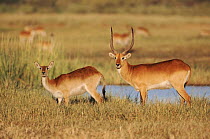 Lechwe pair, Khwai river floodplain, Moremi Wildlife Reserve, Botswana.