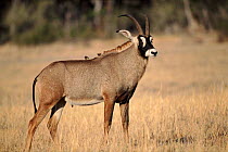 Roan antelope, Botswana