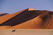 Gemsbok and sand dunes at Sossus Vlei, Namibia.