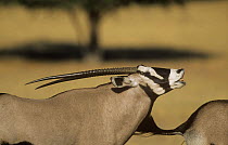 Gemsbok / Southern oryx (Oryx gazella gazella) male flehmen response as female urinates, Kalahari Gemsbok NP, South Africa