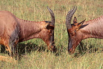 Topi males fighting, Masai Mara, Kenya