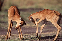 Topi calves play fighting, Masai Mara, Kenya