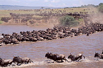 Wildebeest crossing Mara river on migration, Masai Mara, Kenya