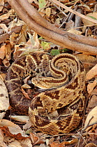 Tropical rattlesnake, Costa Rica