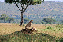 Female Cheetah with cubs, Masai Mara, Kenya