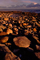 Ammonite fossil on pebble beach. Dorset, England, UK, Europe