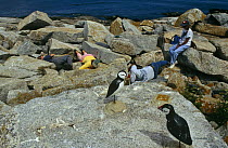 Puffin decoys, and scientists searching for puffin burrows Seal Island Maine USA