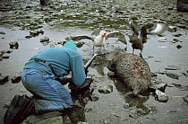 Paul Atkins filming giant petrel and skua scavenging  dead fur seal, Bird Island, South Georgia - for BBC television series Life in the Freezer 1992