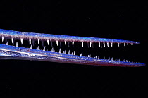 Mouth of Needlefish showing teeth {Tylosaurus choram} Red Sea.