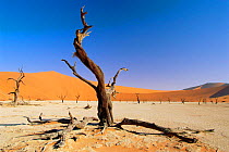 Petrified trees, Deadvlei, Namib-Naukluft NP. Namib desert, Namibia, Africa