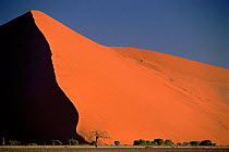 Giant sand dune Sossus Vlei, Namib-Naukluft NP, Namib desert, Namibia, Southern Africa