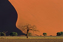 Sand dune base and tree. Namib-Naukluft NP, Namib desert, Namibia, Southern Africa