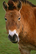 Przewalski horse portrait {Equus ferus przewalski} captive