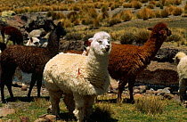 Alpaca herd {Lama pacos} Colca Valley, Andes, Peru.
