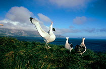 Wandering albatross (Diomedea exulans) displaying. Bird Island, South Georgia, Antarctica