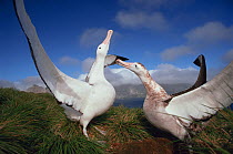 Wandering albatross displaying {Diomedea exulans} Bird Island, South Georgia.