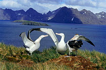 Wandering albatross (Diomedea exulans) displaying, Bird Island, South Georgia.