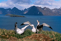 Wandering albatross pair displaying {Diomedea exulans} Bird Island, South Georgia.