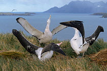 Wandering albatross displaying {Diomedea exulans} Bird Island, South Georgia.