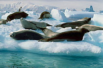 Crabeater seals {Loboden carcinophagus} hauled out on ice, Antarctic Penninsula.