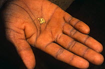 0.5 grams of gold panned in Andrano-Tsimaty village, Northern Madagascar