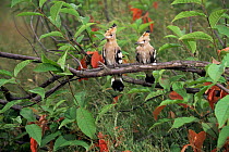 Two juvenile Hoopoes {Upupa epops} perching on branch, Poland.