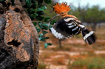 Hoopoe flying to nest with food, Spain.
