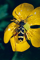 Wasp beetle {Clytus arietus} on buttercup flower England, UK.